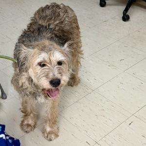 Bailey, Terrier, Wirehaired, adult, available for adoption
