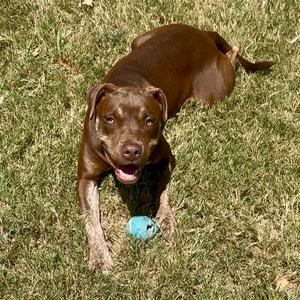 Lynne, Terrier, Pit Bull, adult, available for adoption