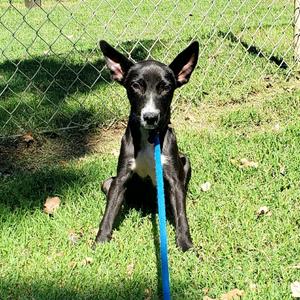 Janice, Mixed Breed (Medium), puppy, available for adoption