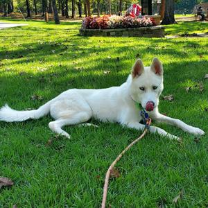 Viktor, Husky, adult, available for adoption