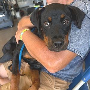 Cherry, Rottweiler, adult, available for adoption