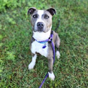 Billy, Terrier, Pit Bull, adult, available for adoption