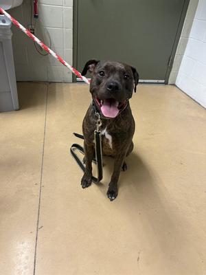 KING ROCCO, Pit Bull Terrier, adult, available for adoption