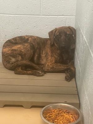 Smoky, Catahoula Leopard Dog/Mixed Breed, young, available for adoption