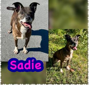 Shawnee AKA Sadie, Pit Bull Terrier/Mixed Breed, senior, available for adoption