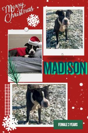 Madison, Boston Terrier/Mixed Breed, adult, available for adoption