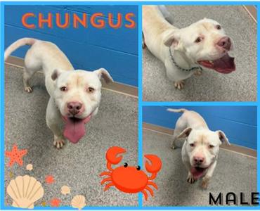 Chungus, Pit Bull Terrier/Mixed Breed, adult, available for adoption