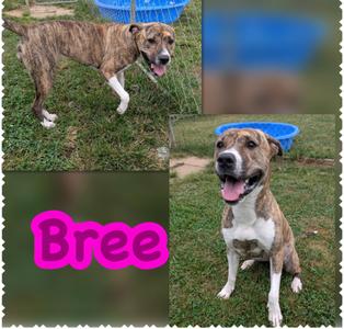 Bree, Pit Bull Terrier/Mixed Breed, young, available for adoption