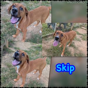 A collage of three photos of a brown dog with a black muzzle and ears, standing on grass. The dog is panting with its tongue out. The word "Skip" is written in blue text on the bottom right photo.