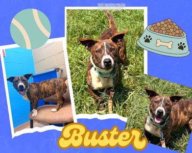 Buster, Pit Bull Terrier/Mixed Breed, young, available for adoption