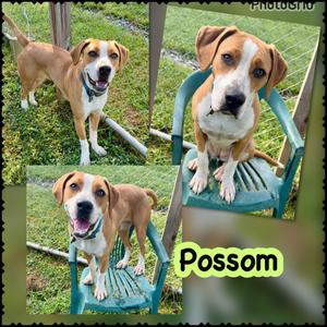 Possom, Mixed Breed, young, available for adoption