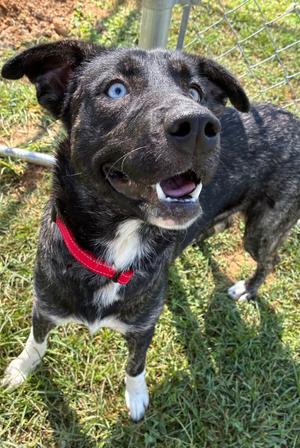 Rapunzel, Husky/Mixed Breed, young, available for adoption