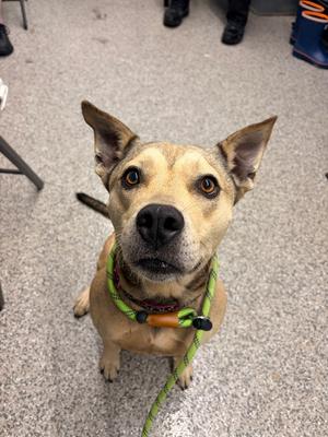 Mabel, Pit Bull Terrier/Mixed Breed, adult, available for adoption