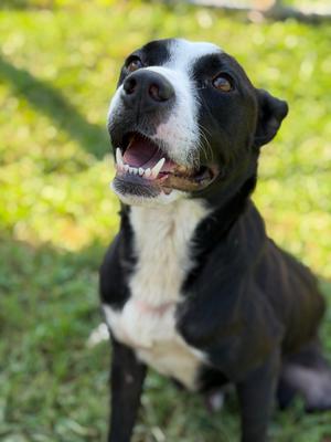 Tennessee, Pit Bull Terrier/Mixed Breed, adult, available for adoption
