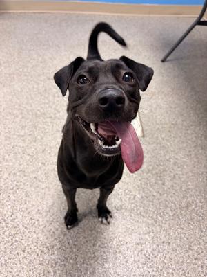 Lucy, Terrier/Mixed Breed, young, available for adoption