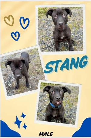 Cyprus Aka Stang, Labrador Retriever/Mixed Breed, young, available for adoption