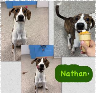 Nathan, Hound/Mixed Breed, young, available for adoption