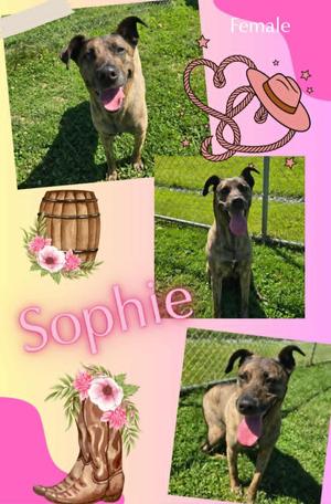 Sophi, Mountain Cur, senior, available for adoption