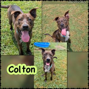 Colton, Pit Bull Terrier/Mixed Breed, young, available for adoption