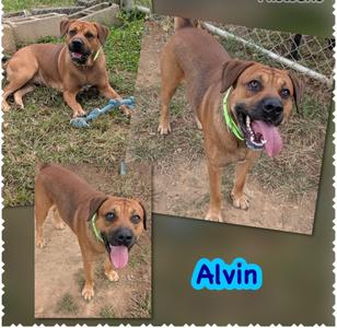 A collage of three photos of a brown dog named Alvin. In the top left, Alvin is lying on the grass with a blue toy. In the top right, Alvin is standing and looking at the camera with his tongue out. In the bottom left, Alvin is standing and looking at the camera with his tongue out. The name "Alvin" is written in blue text in the bottom right corner.