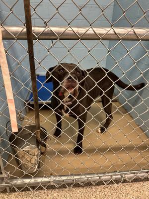 Timmy, Pit Bull Terrier/Mixed Breed, senior, available for adoption