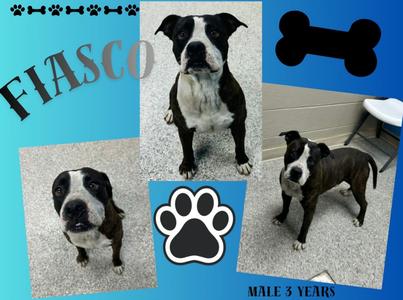 Fiasco, Pit Bull Terrier/Mixed Breed, adult, available for adoption