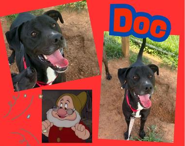 Doc, Pit Bull Terrier/Mixed Breed, adult, available for adoption