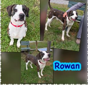 Rowan, Pit Bull Terrier/Mixed Breed, adult, available for adoption