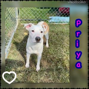 Priya, Labrador Retriever/Mixed Breed, young, available for adoption