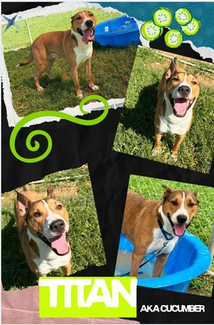 Cucumber aka Titan, Bull Terrier/Mixed Breed, senior, available for adoption