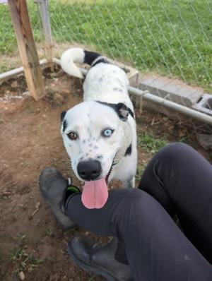 Lucinda, Collie/Mixed Breed, adult, available for adoption