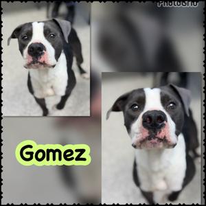Gomez, Pit Bull Terrier/Mixed Breed, adult, available for adoption