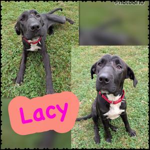 Lacy, Labrador Retriever/Mixed Breed, young, available for adoption
