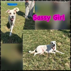 Sassy Girl, Mixed Breed, young, available for adoption