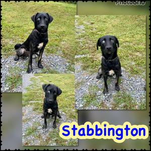 Stabbington Brother, Husky/Mixed Breed, young, available for adoption