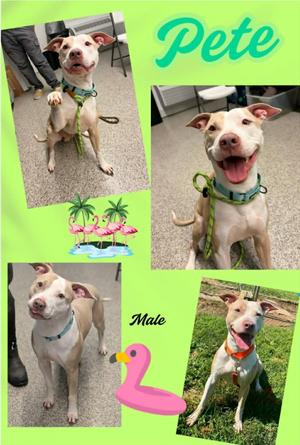 Pete, Pit Bull Terrier, adult, available for adoption