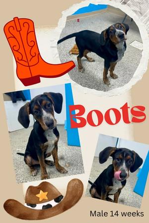 Boots, Hound/Mixed Breed, puppy, available for adoption