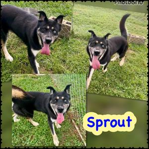 Sprout, German Shepherd Dog/Mixed Breed, adult, available for adoption