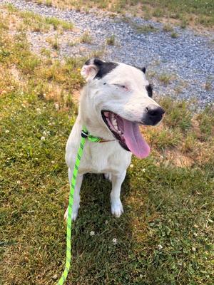 Blanch, Collie/Mixed Breed, young, available for adoption