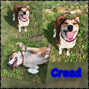 Creed aka Texas, Mixed Breed, senior, available for adoption