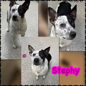 Stephy, Australian Cattle Dog/Blue Heeler/Mixed Breed, adult, available for adoption
