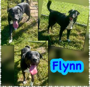 Flynn, Labrador Retriever/Mixed Breed, young, available for adoption