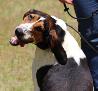 June Carter, Treeing Walker Coonhound, adult, available for adoption