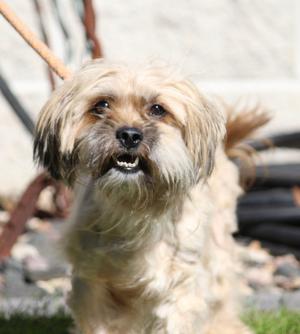 Clyde Owens, Shih Tzu / Yorkshire Terrier, adult, available for adoption