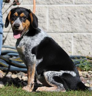 Red, Australian Cattle Dog / Blue Heeler / Beagle, puppy, available for adoption