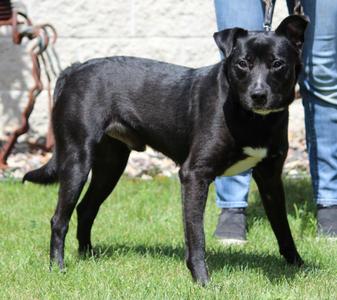 Amos, Mixed Breed / Border Collie, young, available for adoption