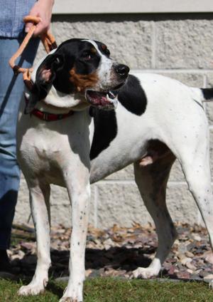 Frost, Treeing Walker Coonhound, adult, available for adoption