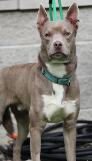 A brown dog with a white chest and a green collar standing in front of a concrete wall.