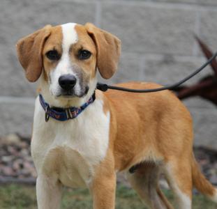 Dilbert, Mixed Breed, puppy, available for adoption