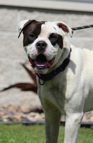 Jimmy, Bulldog, adult, available for adoption